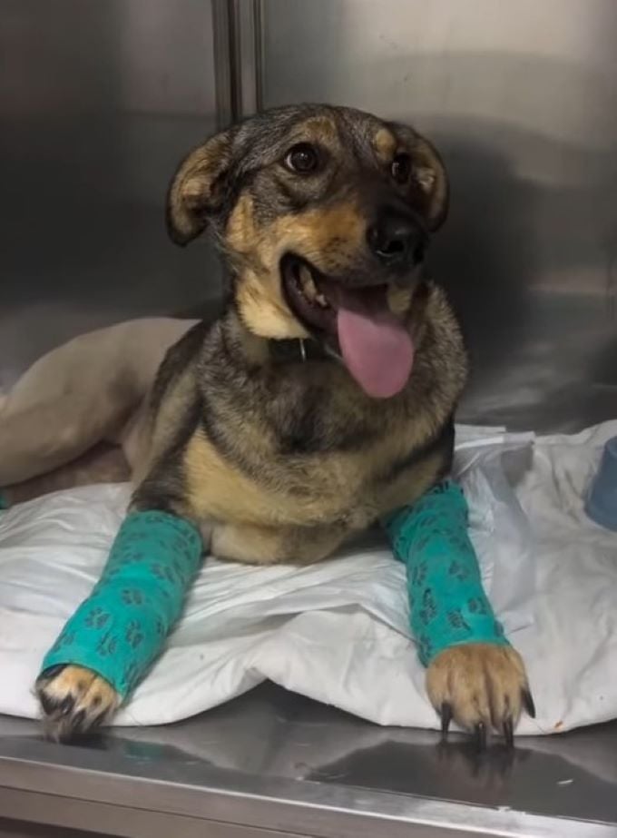 happy dog with injured legs