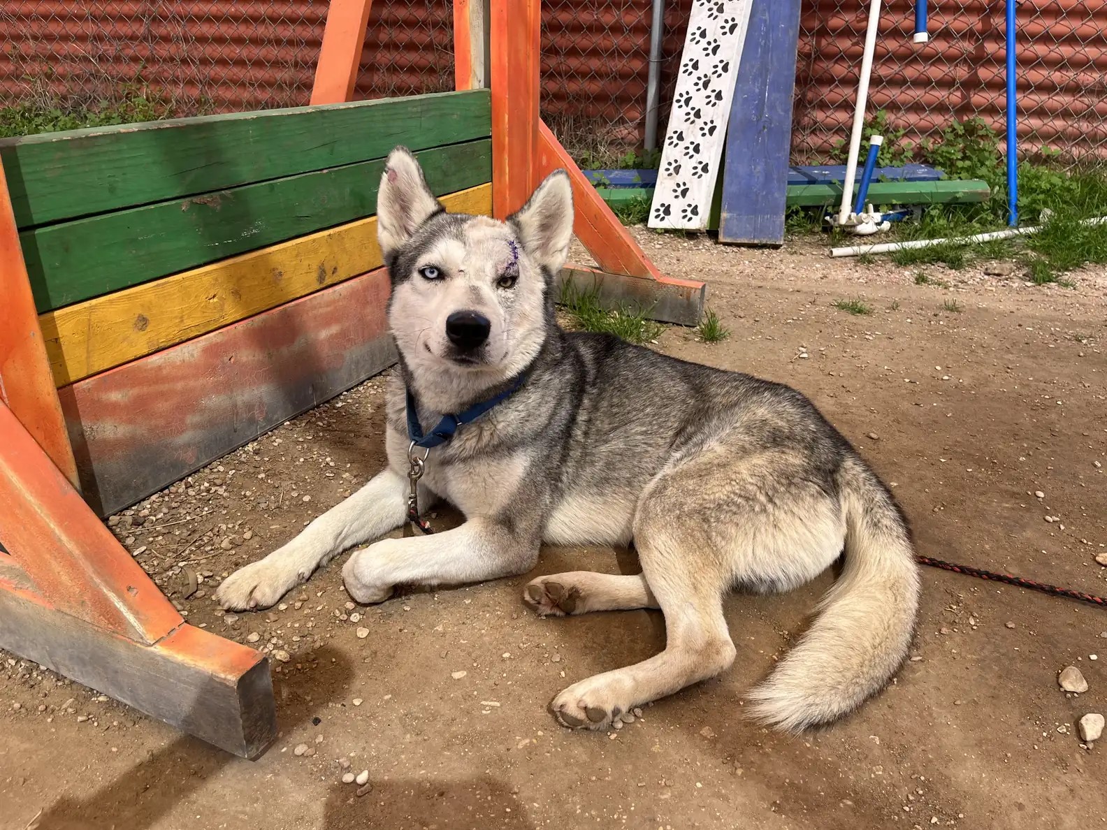 husky with scar above eye lying outdoor