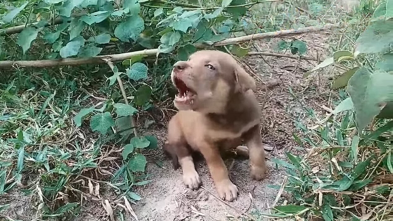 injured brown puppy in the forest