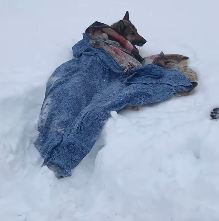 injured dog laying on snow