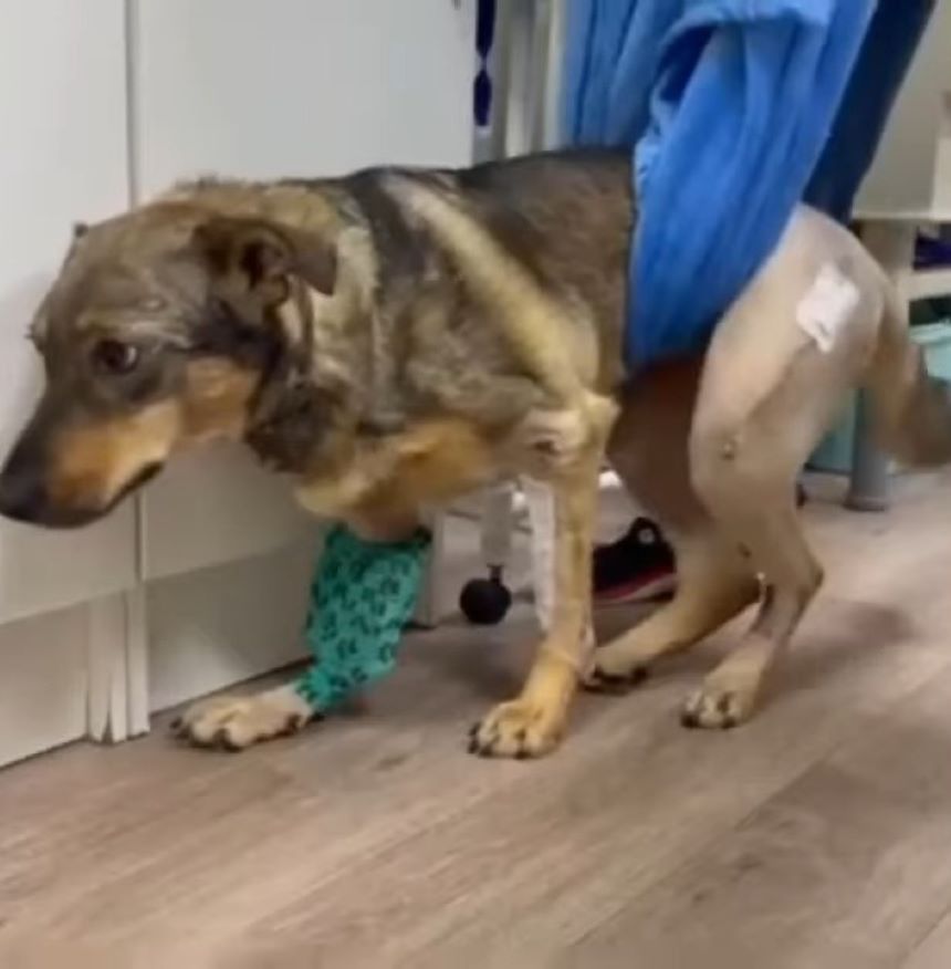 injured dog walking