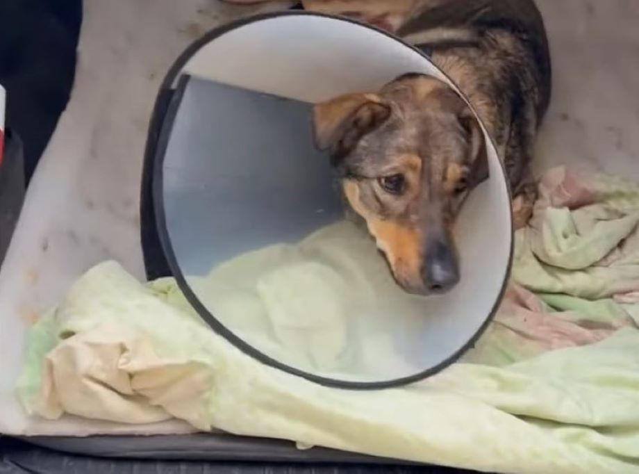 injured dog with collar