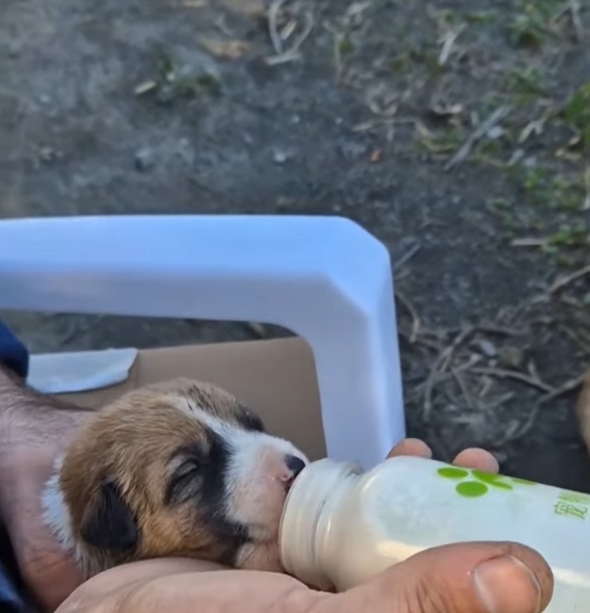 man feeding tiny puppy