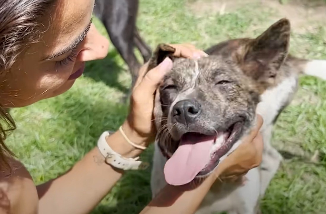 man with happy dog outdoor