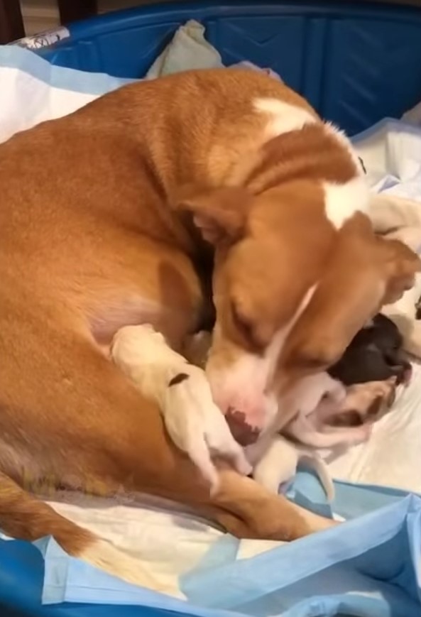 mother dog and puppies