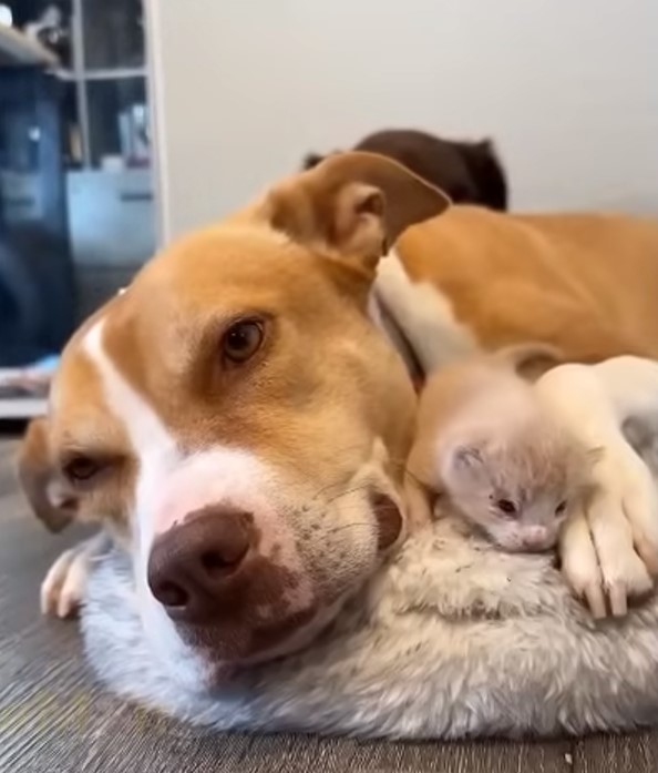 mother dog and tiny puppy