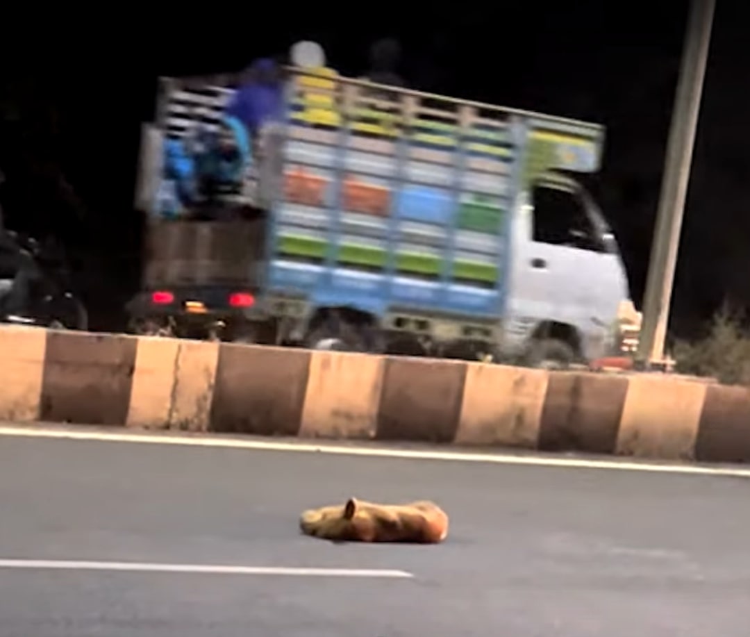 motionless dog lying on highway