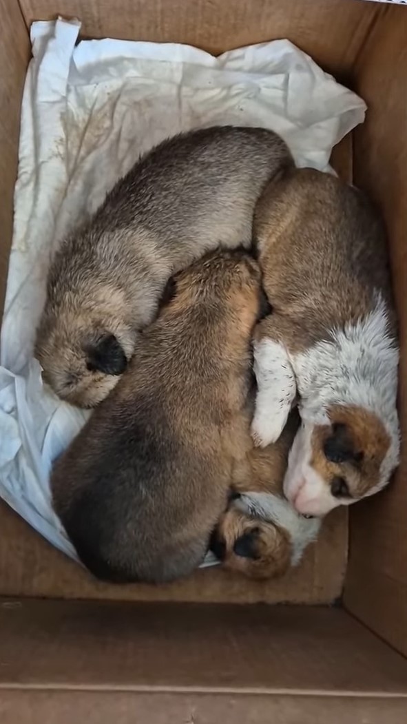 newborn puppies in the box