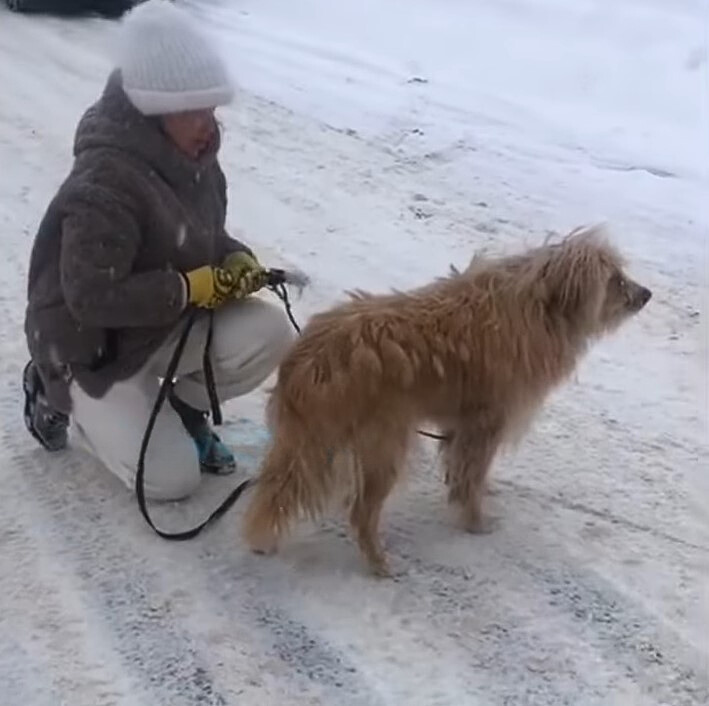 owner and dog in the snow