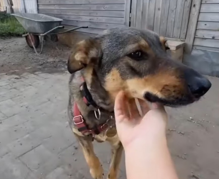 owner petting dog outside