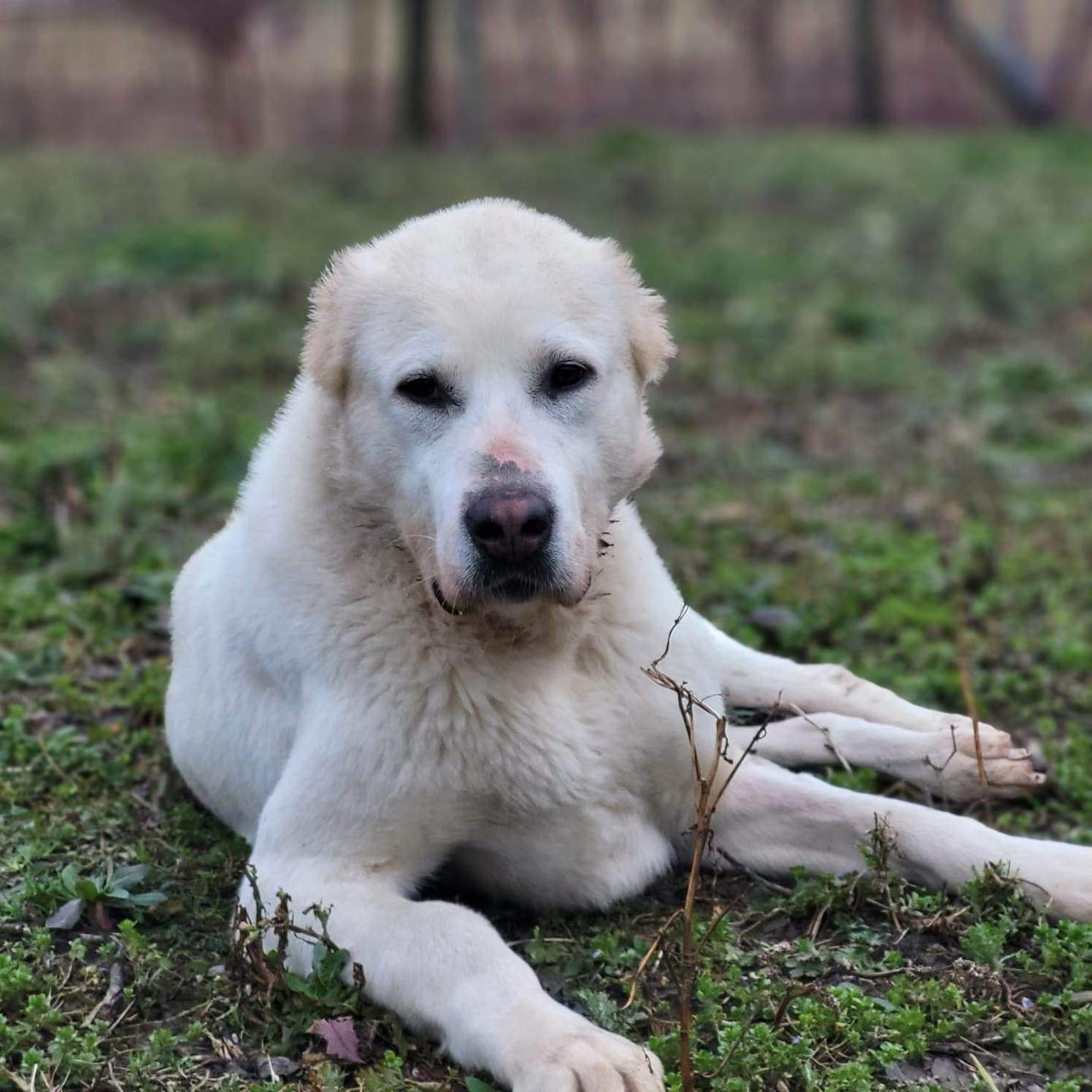 portrait of a dog lying on the grass