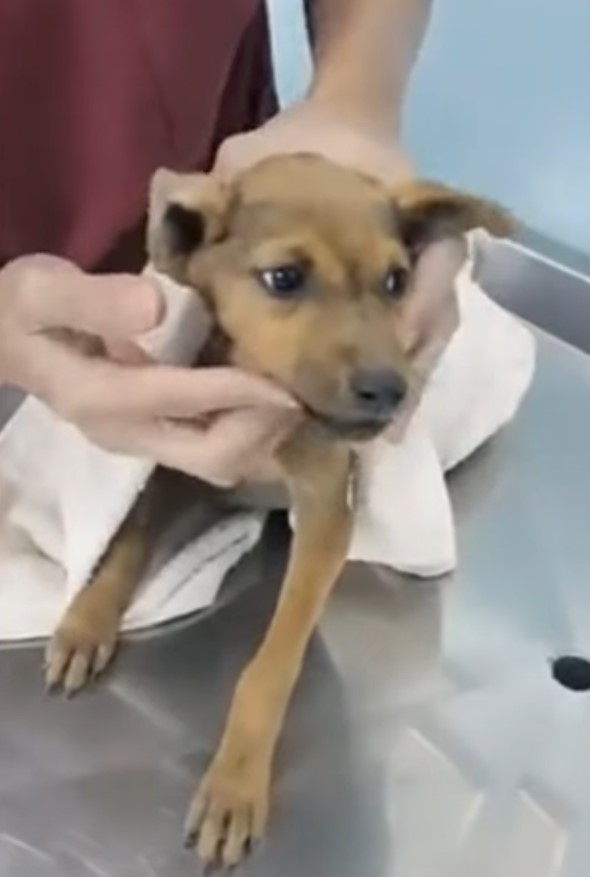 pup getting examined