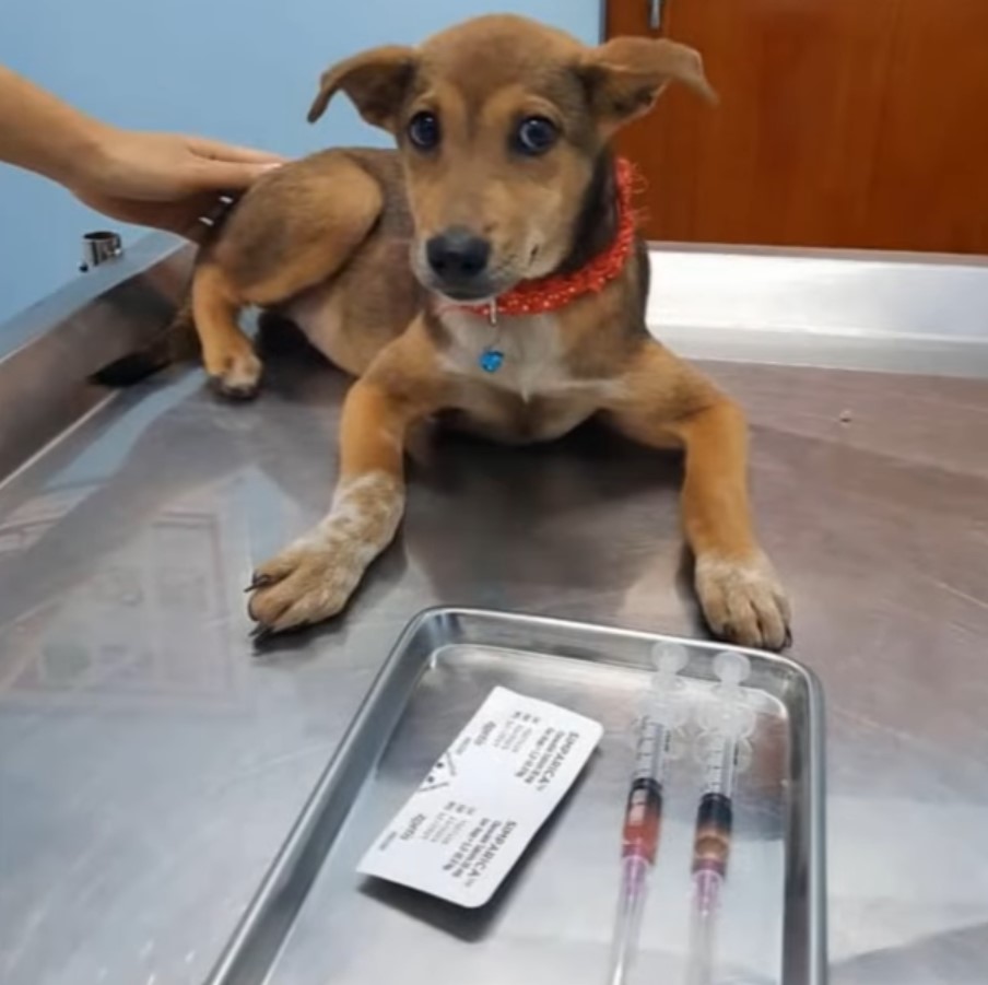 pup lying on a table