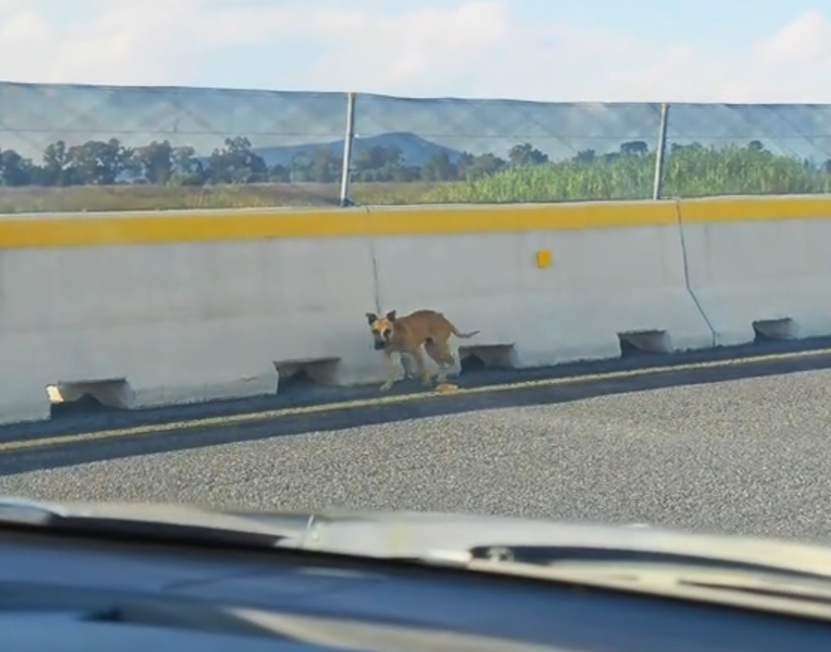 pup on a highway