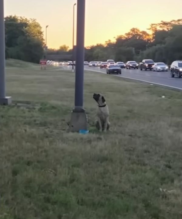 pup tied to a pole