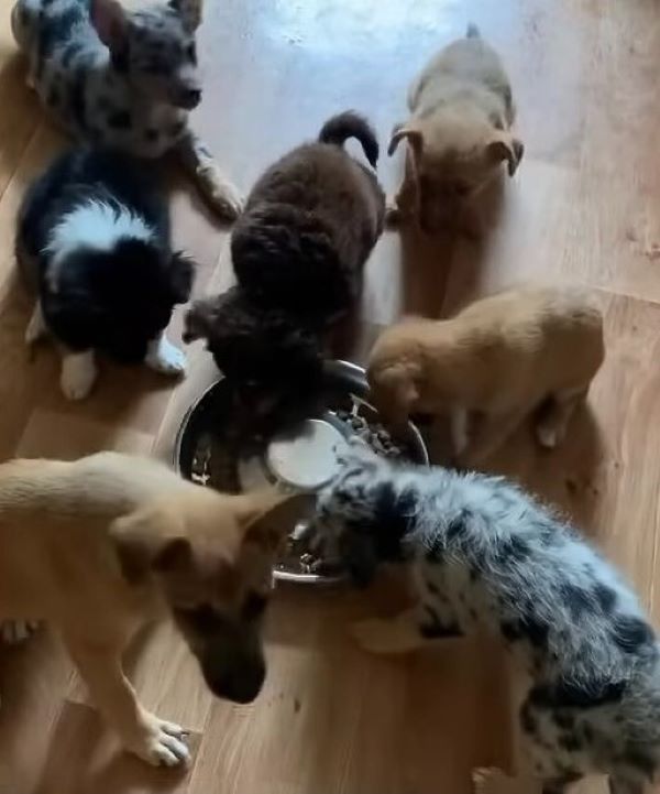 puppies eating