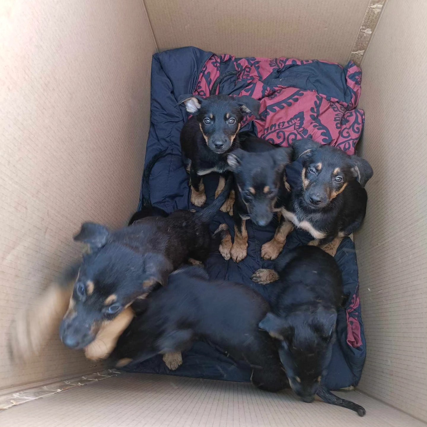 puppies in a box