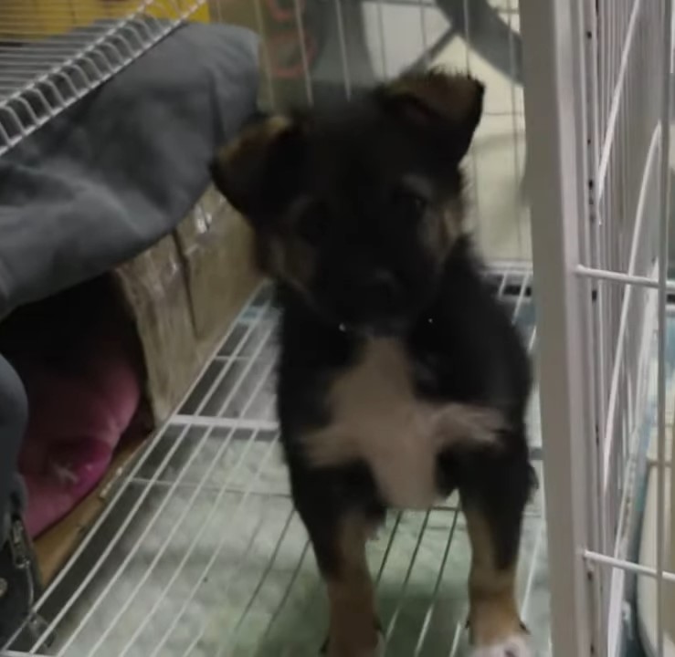 puppy in a kennel