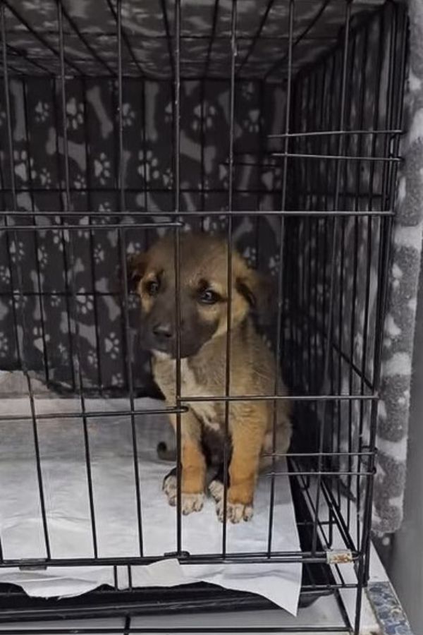 puppy in cage