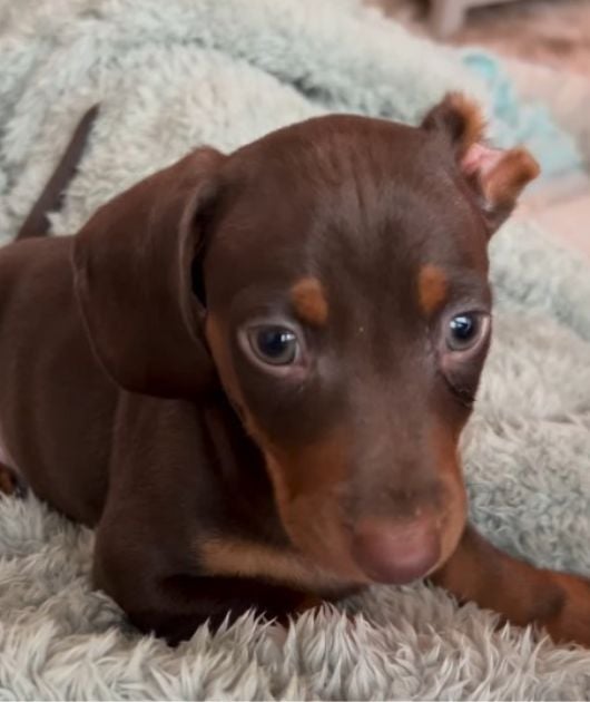 puppy lying on a blanket