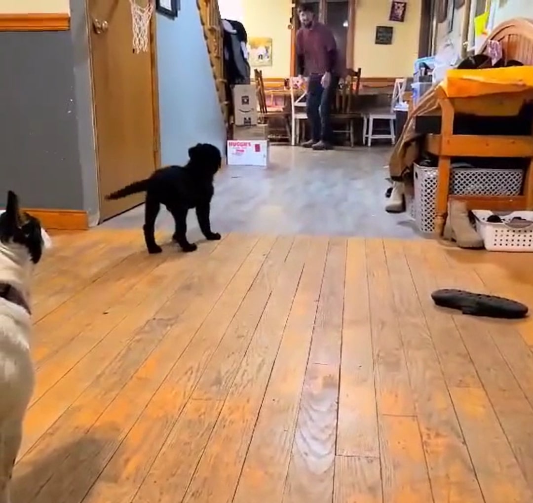 puppy playing indoors