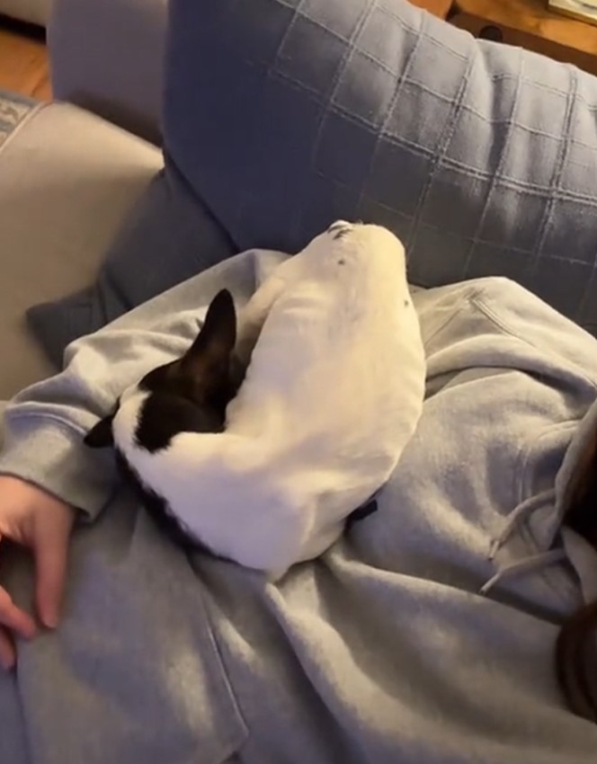 puppy sleeping curled up on woman's shoulder