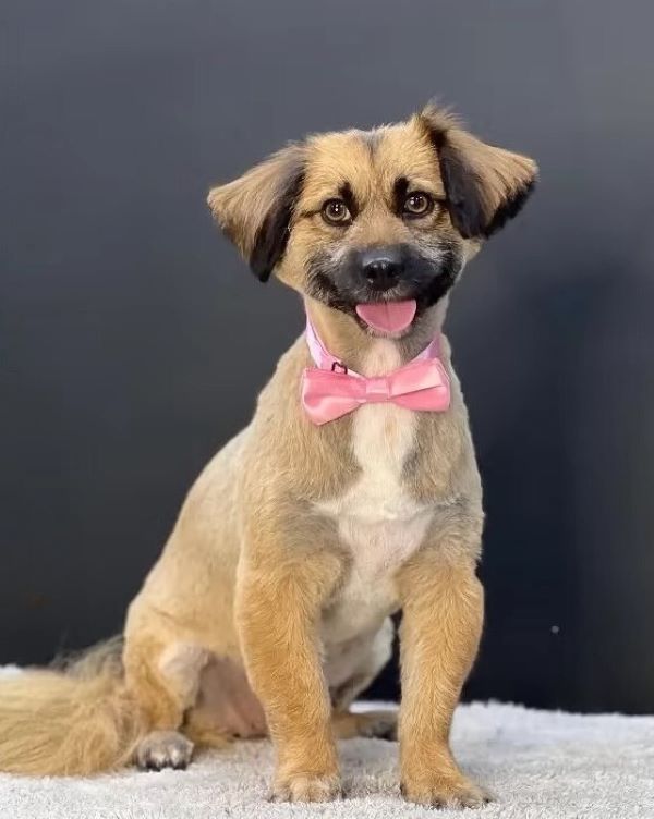 puppy wearing a pink bow