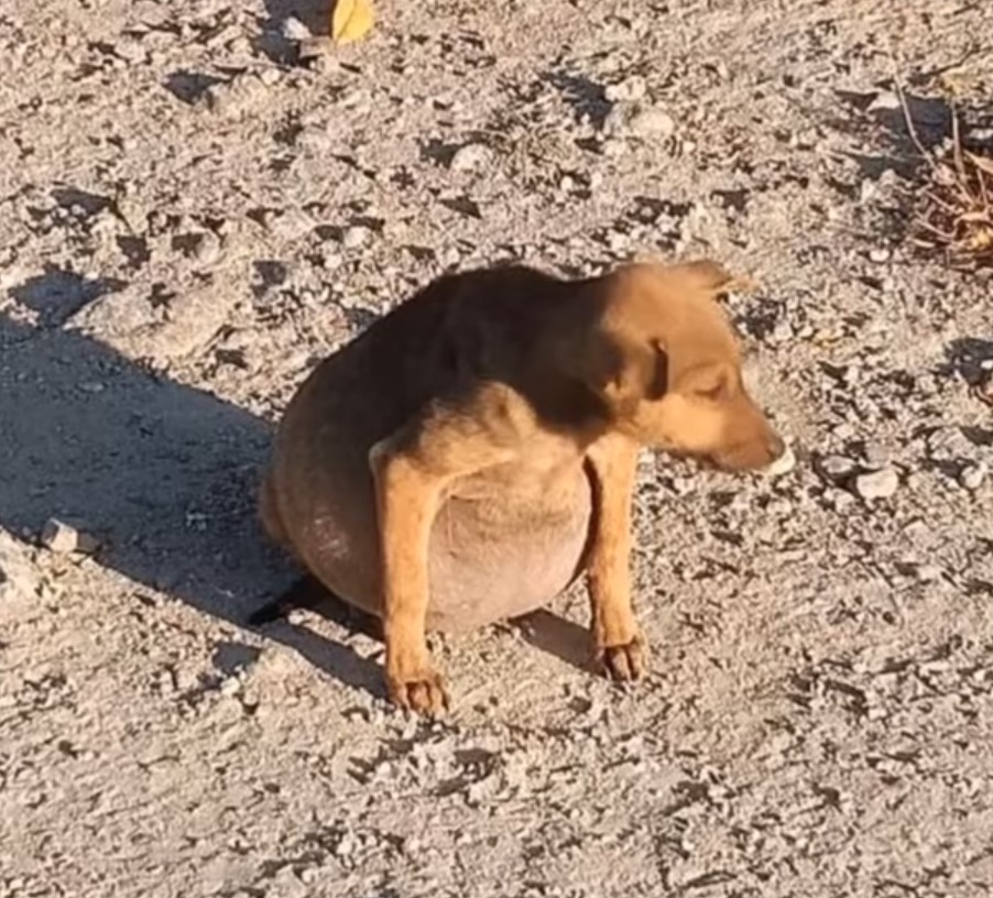 puppy with swollen belly