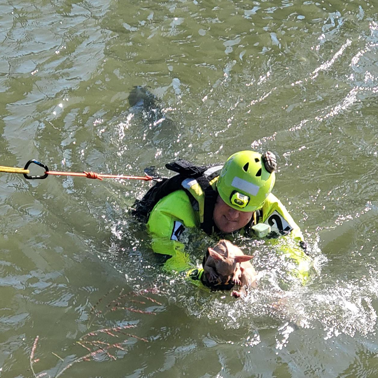 rescuer saving a dog