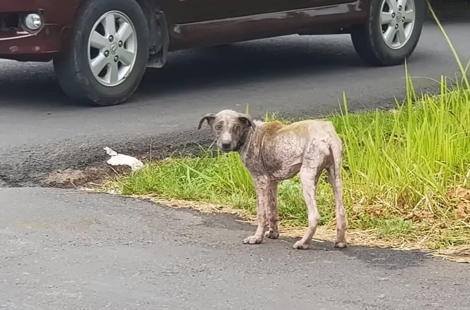 sad abandoned dog