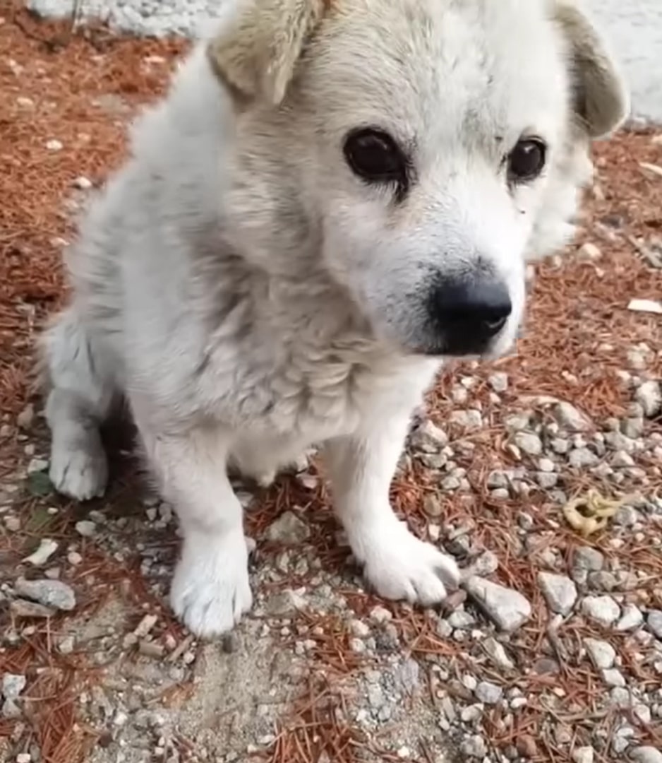 sad white dog