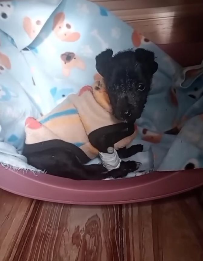 sick black dog in the sink