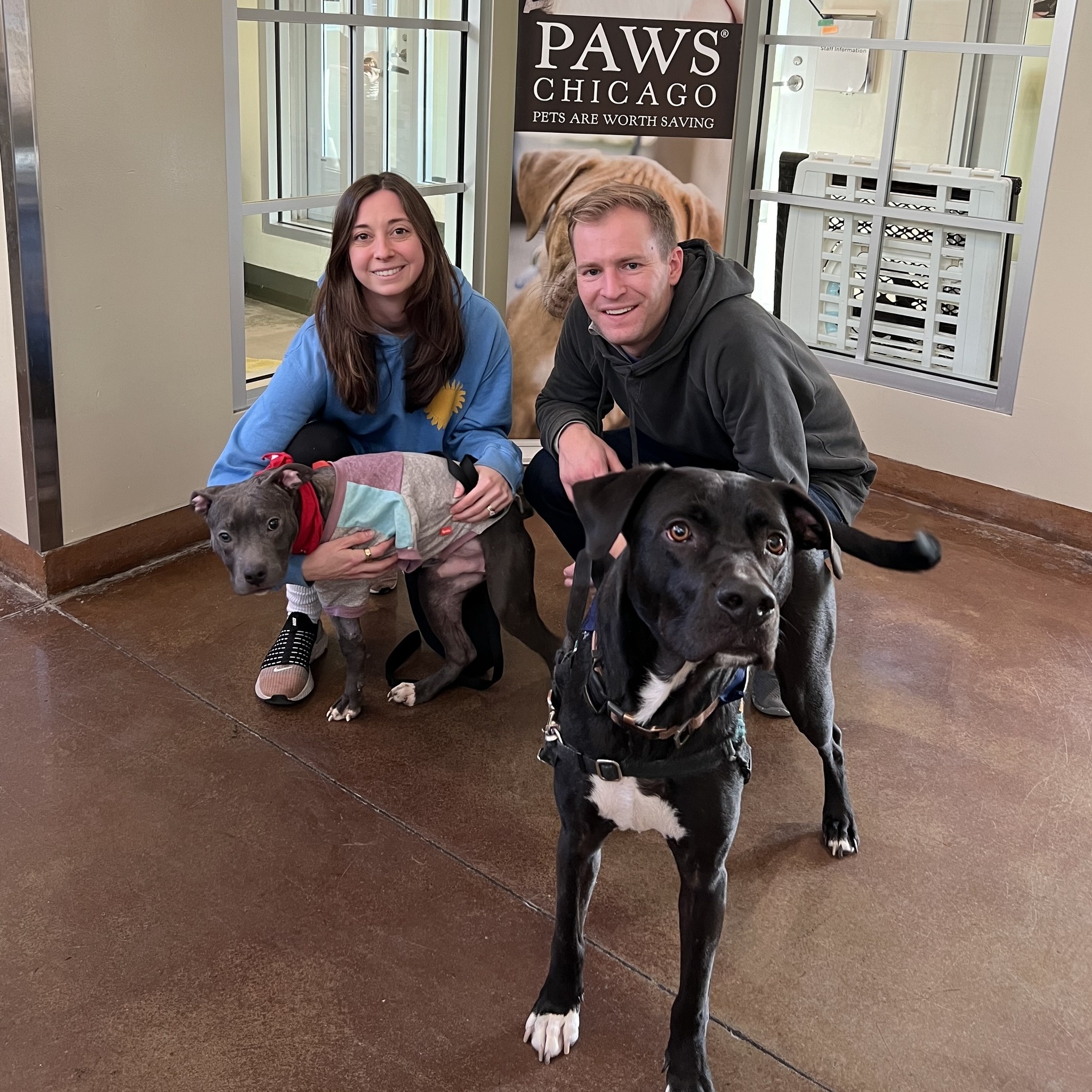 smiling couple with dogs posing in shelter