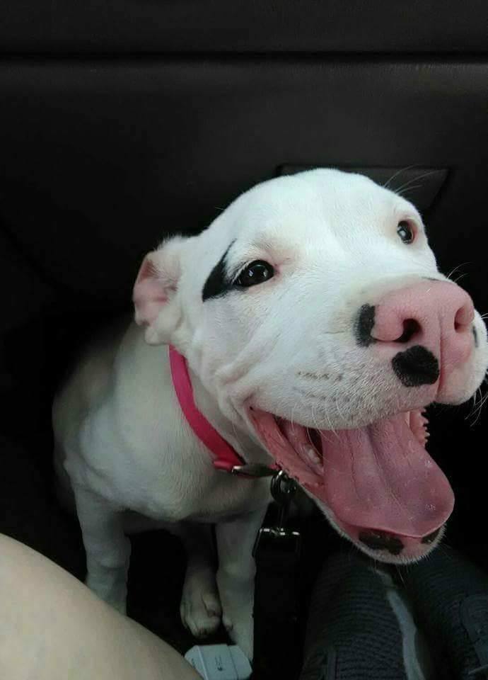 smiling white dog