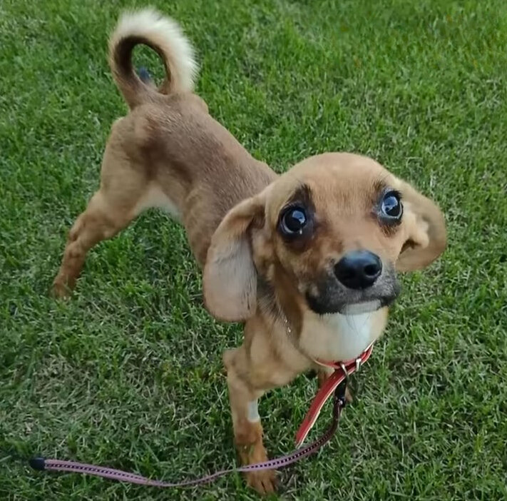 sweet brown dog standing on a grass