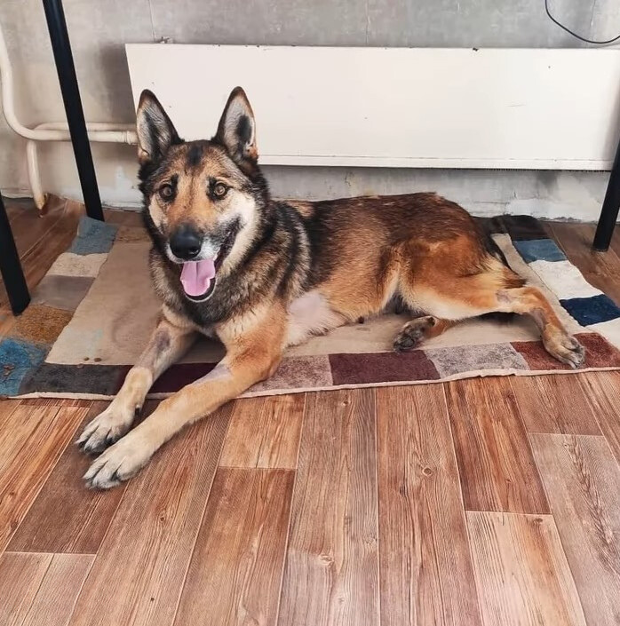 sweet dog laying on a rug