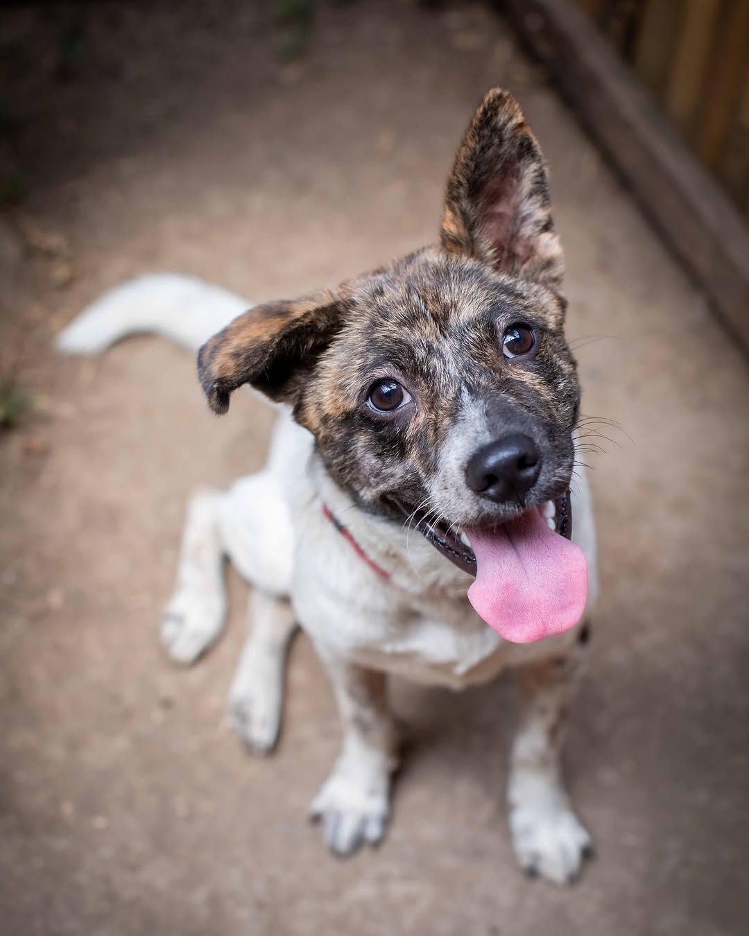 sweet dog looking at camera