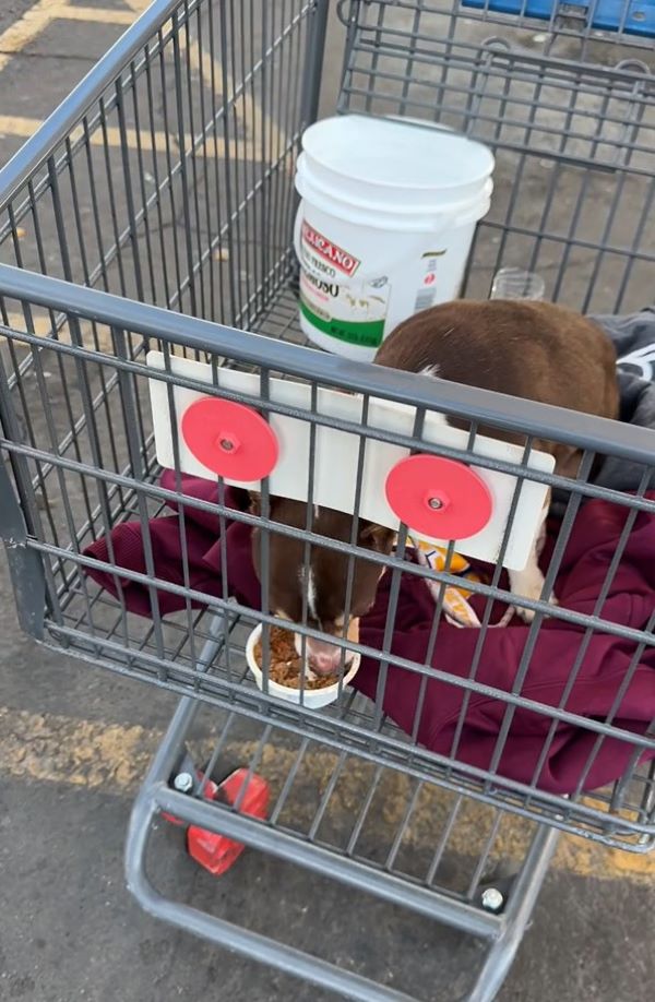 sweet puppy in a shopping cart