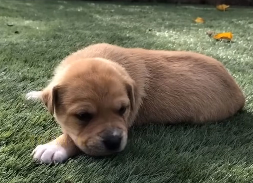 sweet puppy laying outside