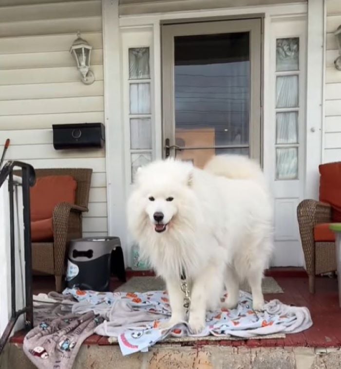 sweet white dog