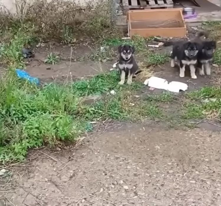 three black puppies