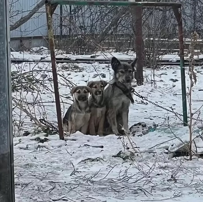 three dogs sitting on the snow