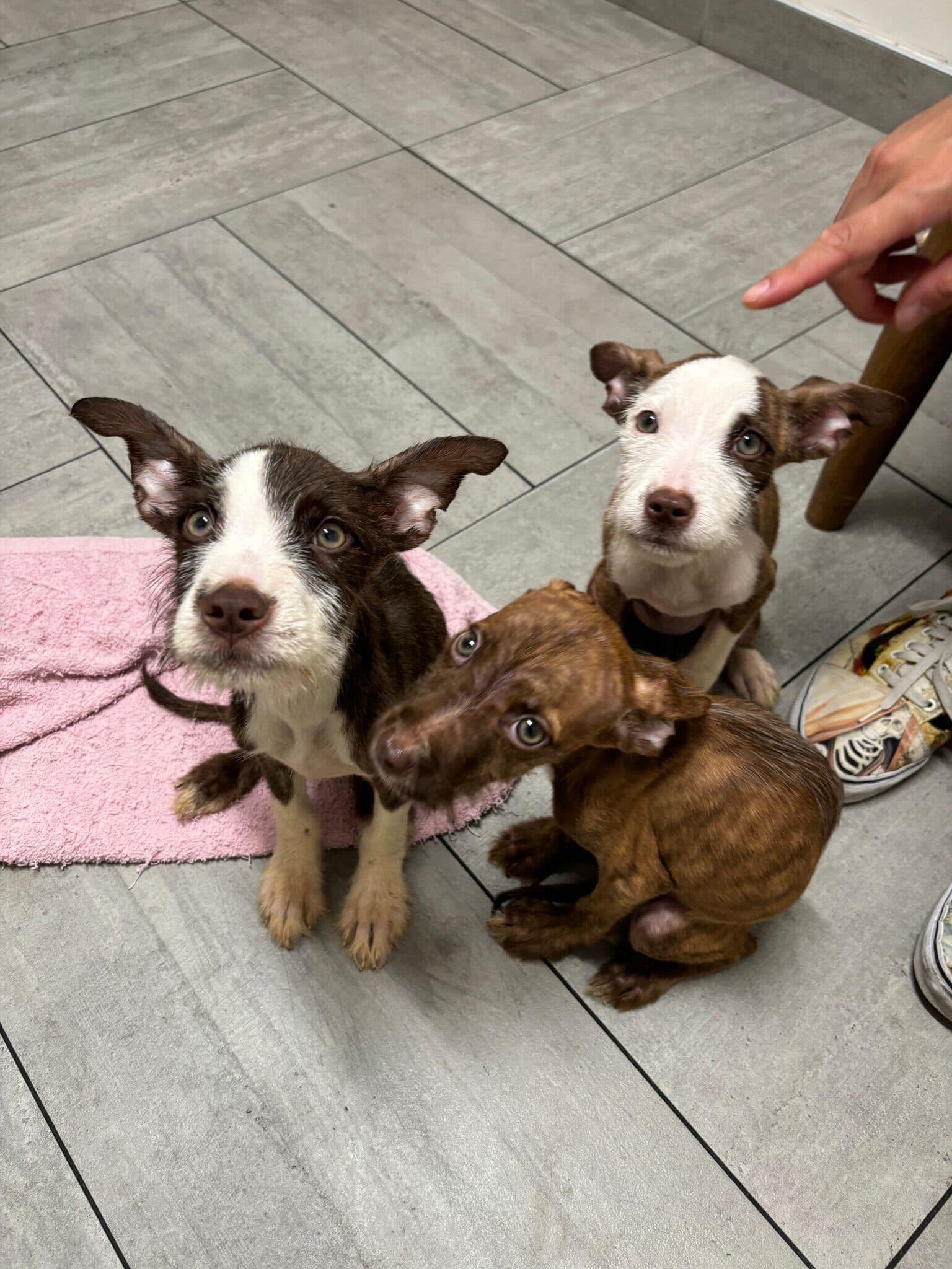 three puppies sitting