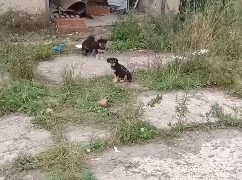 three sweet puppies