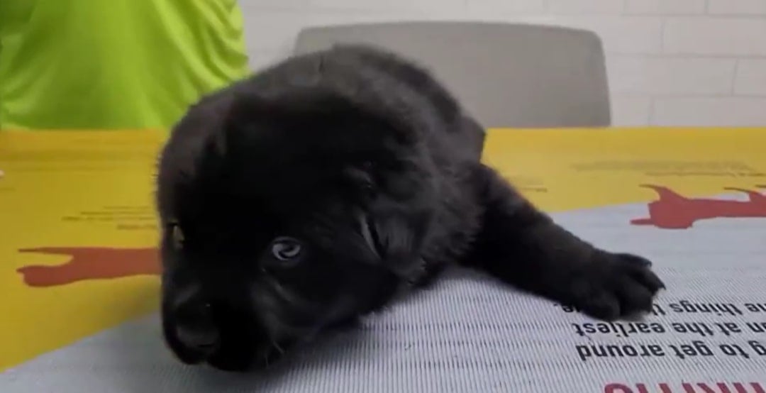 tiny black puppy