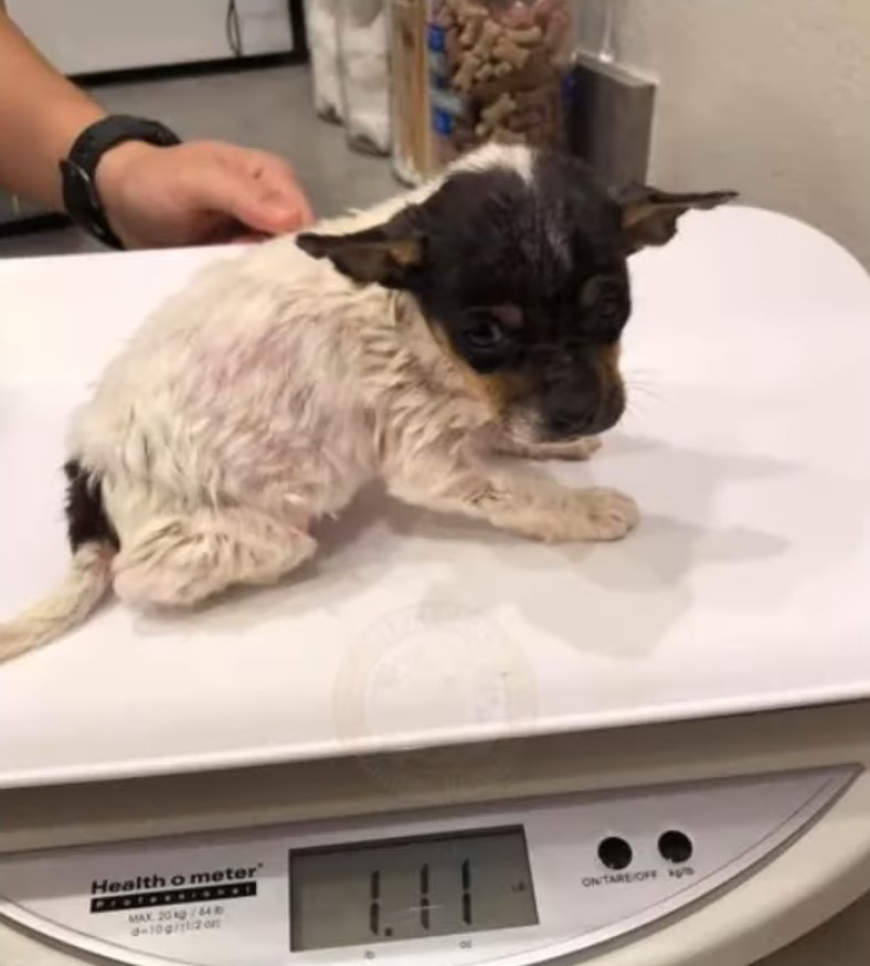 tiny puppy at vets