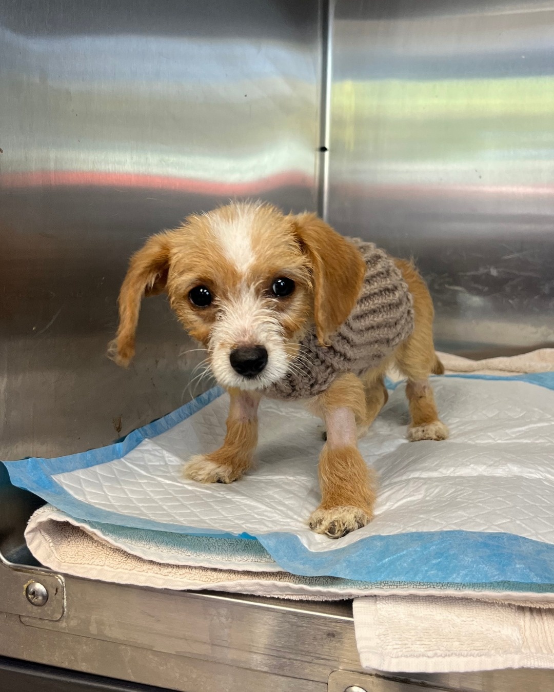 tiny puppy in sweater