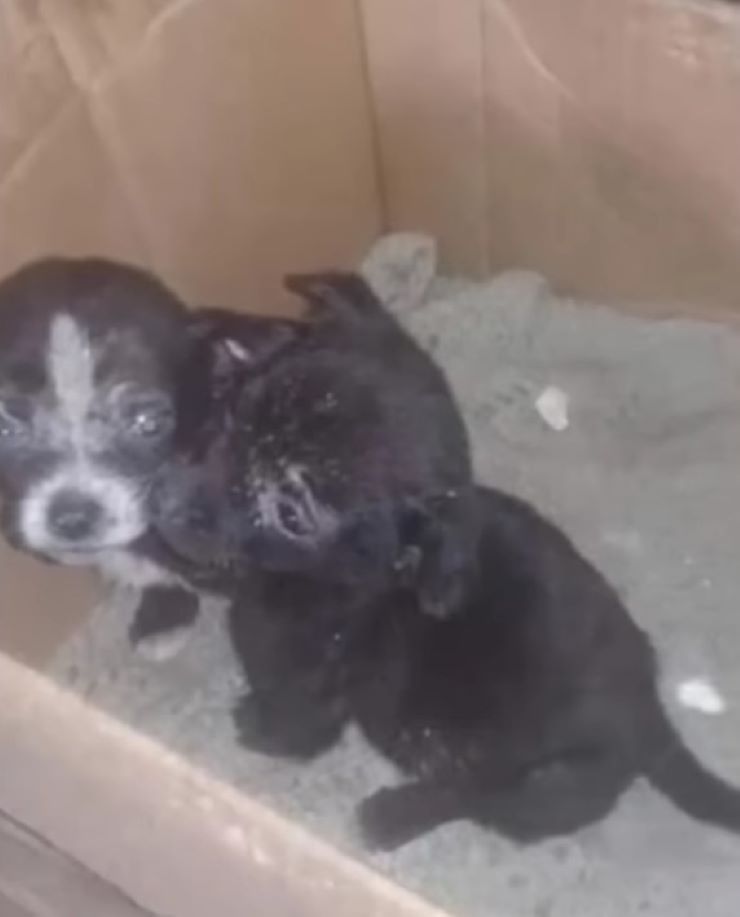 two black puppies in a box