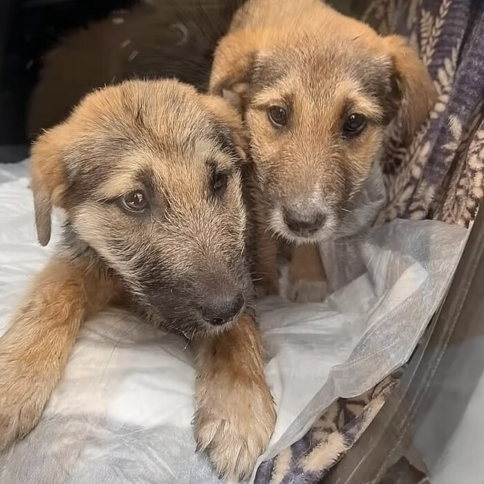 two cute dogs