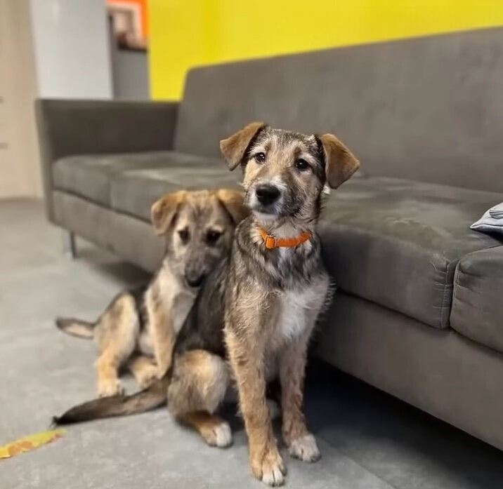 two dogs by the couch